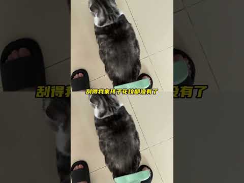 #猫咪 ：大哥我都秃了你看不着吗#萌宠 #离谱  #万万没想到 #搞笑 thumbnail