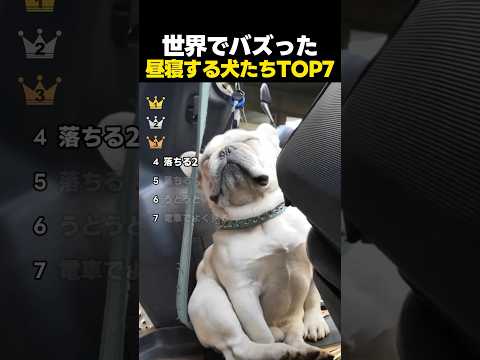 世界でバズったワンちゃんの昼寝姿TOP7 thumbnail