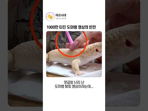 1000만 터진 도마뱀 영상의 반전 thumbnail