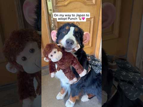 Your new daddy is on his way🥺🐒 #punch #punchthemonkey thumbnail