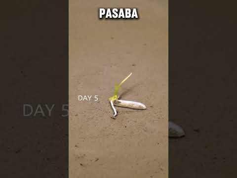 ¿Qué pasa cuando dejas crecer un grano de arroz durante 16 días? 😳 thumbnail