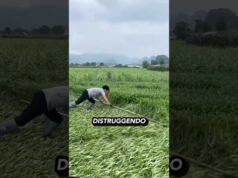 Perché piangano il grano? 🌾⤵️🤔 thumbnail