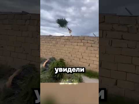 Если я не вижу улик, значит их нет thumbnail