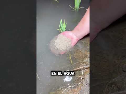 El sistema agrícola más inteligente del mundo 😮 #shorts thumbnail
