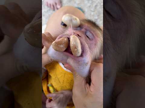 To protect the baby monkey, I tried to remove all the poison from its mouth. #monkey thumbnail