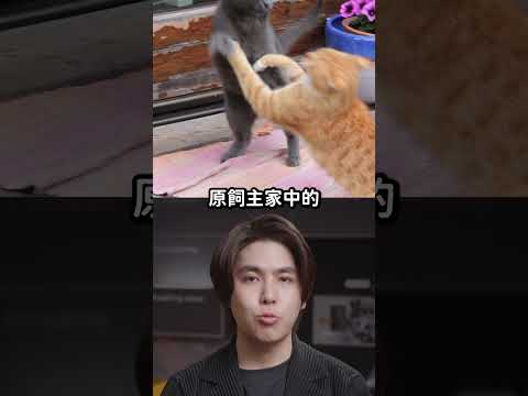 美國「四耳小貓」爆紅！罕見基因突變共有四隻耳朵！?｜志祺七七 Shorts #shasha thumbnail