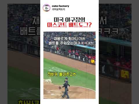 야구장의 마스코트 강아지??? #귀여운 #귀여움 #강아지 #고양이 thumbnail