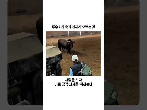 투우소가 죽기 전까지 모르는 것 thumbnail