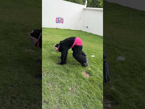 La gorila baila #comedy thumbnail