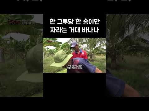 한 그루당 한 송이만 자라는 거대 바나나 #shorts thumbnail