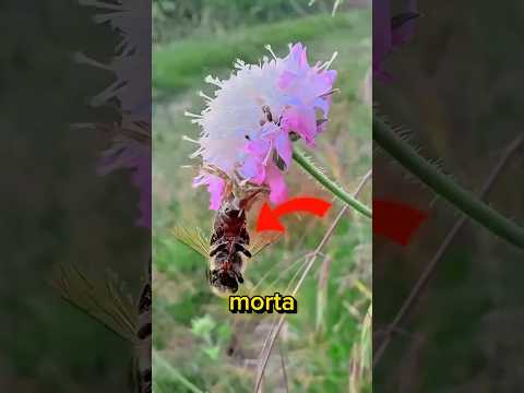 Não foi por causa da FLOR! #curiosidades #animais thumbnail