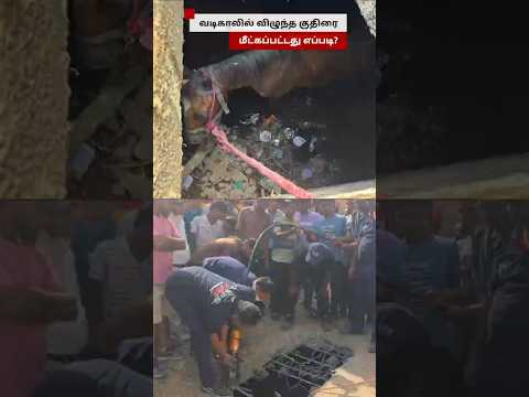 வடிகாலில் விழுந்த குதிரை மீட்கப்பட்ட காட்சி thumbnail