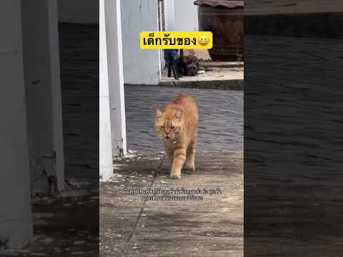 เด็กรับของประจำบ้าน #cat #pets #animals #funny #cutecat #youtubeshorts #shorts #แมว #comedy #ตลก thumbnail