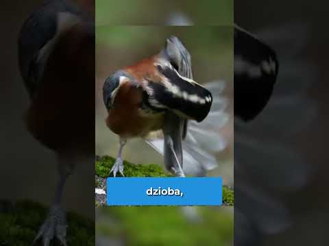 Jak mrówki pomagają ptakom pozbyć się pasożytów #shorts thumbnail