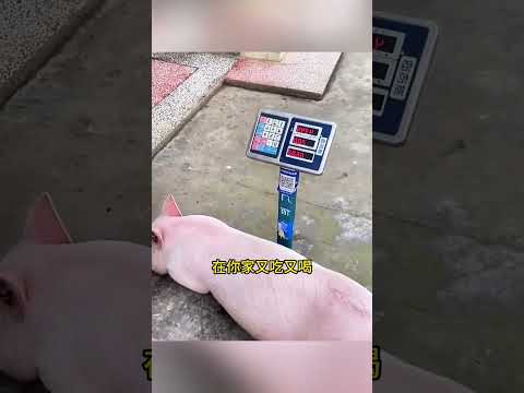 這豬真聽話有靈性！ #搞笑配音 #搞笑 #funny thumbnail