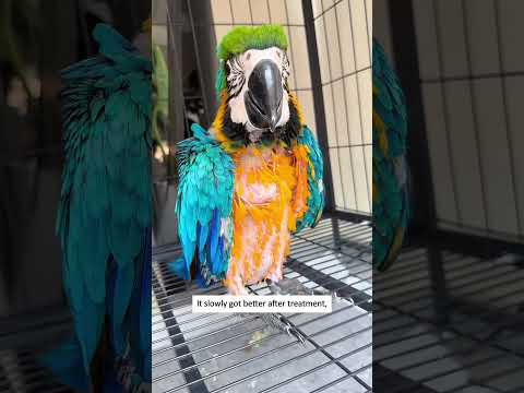 I unexpectedly found a parrot trapped on the water. #animalrescue #parrot #rescueefforts thumbnail