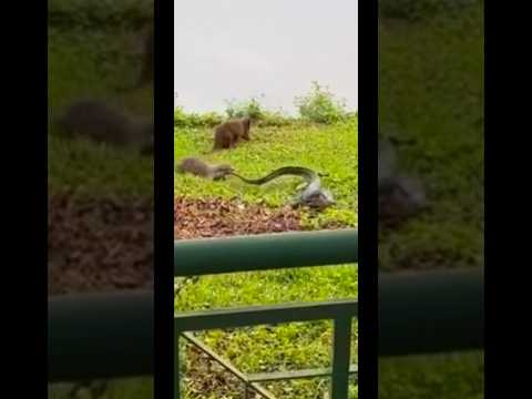 Otter bitting Monitor Lizard Tail #funnyanimals #otter #monitorlizard #sgwildlife thumbnail