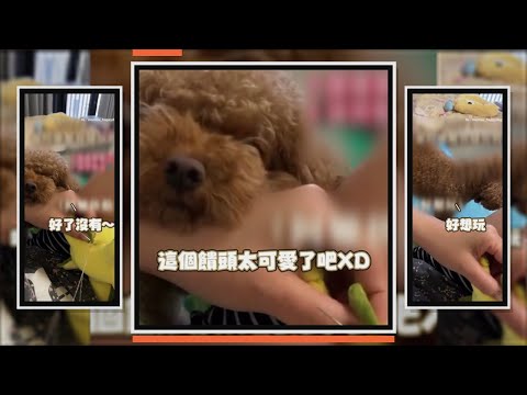 貴賓狗咬爛玩偶 饋頭等人縫好還撒嬌催促 thumbnail