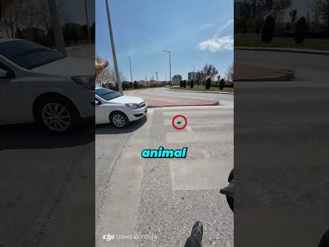 Helpless Animal Froze Up thumbnail