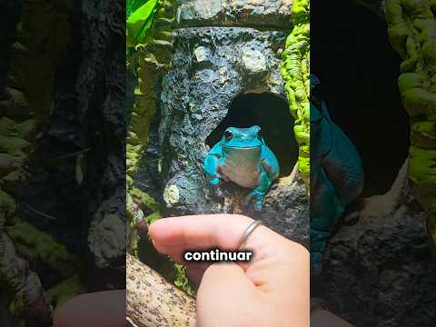 Você Sabia DISSO das Rãs? #curiosidades #incrivel #animal thumbnail