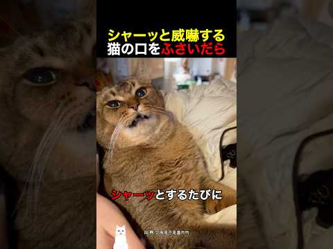 シャーッと威嚇する猫の口をふさいだら thumbnail