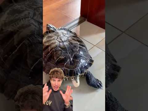Soltaba huevos por la casa thumbnail