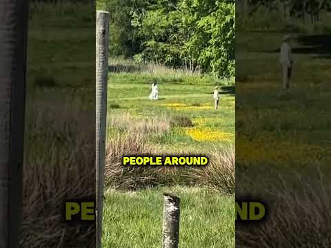 He Caught A Glitch In The Park thumbnail