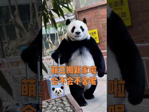 萌蘭搬新家啦！心裡會不會有點不捨呢？ #大熊貓萌蘭 #可愛到爆炸💥 #來這吸熊貓 #雨心直播間 #ai thumbnail