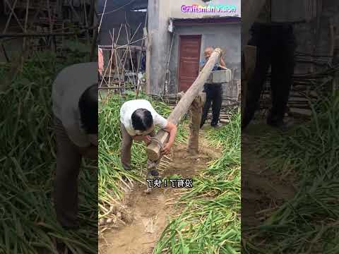 Fun rural scenes: Pulling garlic with simple lever device thumbnail