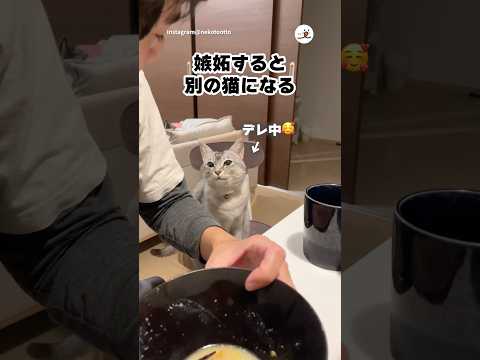嫉妬すると別猫になる｜PECO thumbnail