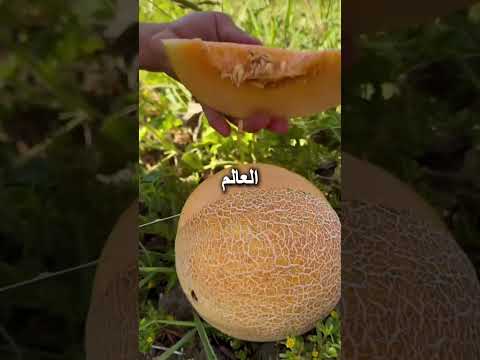 أفضل وأسوأ الفواكه على وجه الأرض 🌍🍉 thumbnail