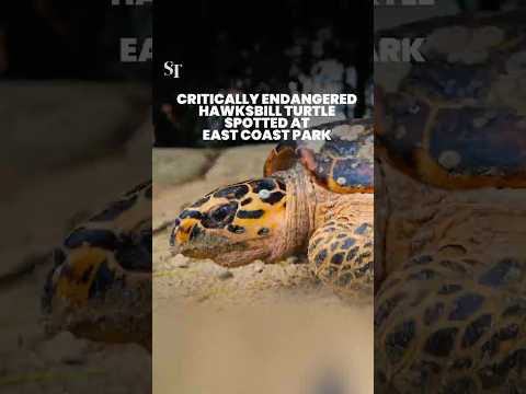 Critically endangered hawksbill turtle spotted at East Coast Park thumbnail
