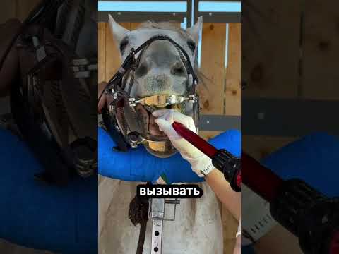 🐴 Красота этой лошади может быть опасной! #арабскаялошадь #лошади #животные thumbnail
