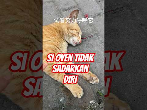 OYEN TIDAK SADARKAN DIRI#shorts #kucinglucu #kucing thumbnail