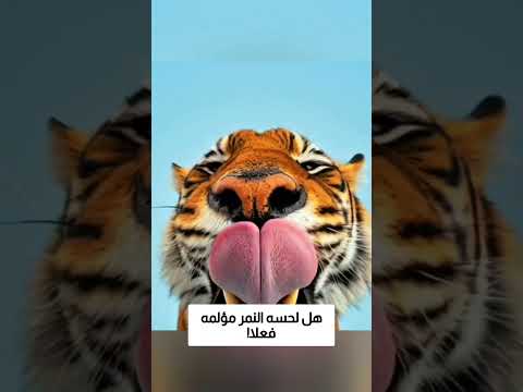 هل لحسه النمر مؤلمه فعلا؟! thumbnail