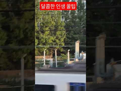 인생의 꿀팁은 ?살다보면 기쁜날도 슬픈 날도 있다 최고의  꿀팁은 사랑하며 살아가는것  #꿀팁 #박서진 신곡#안중태tv #트로트 #shorts thumbnail