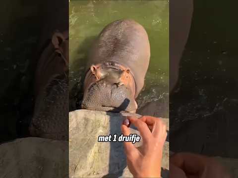 De eigenaar ontdekte hoeveel eten zijn nijlpaard nodig heeft ❤️ thumbnail