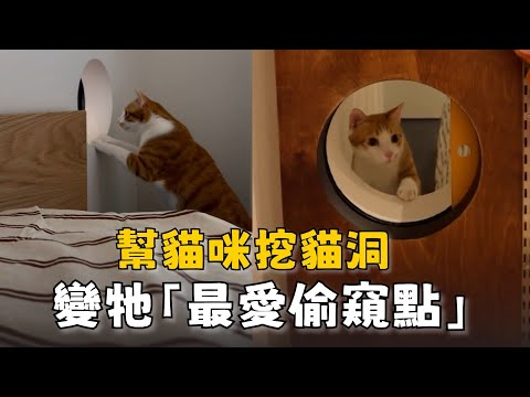 挖貓洞變主子最愛偷窺點　小手扶牆專注刺探敵情 thumbnail