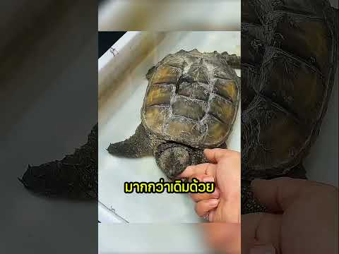 ถ้าโดนเต่ากัดอย่าทำแบบนี้!! thumbnail