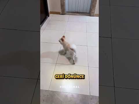 Küçük Köpek Evini Bulamıyordu 😢 thumbnail