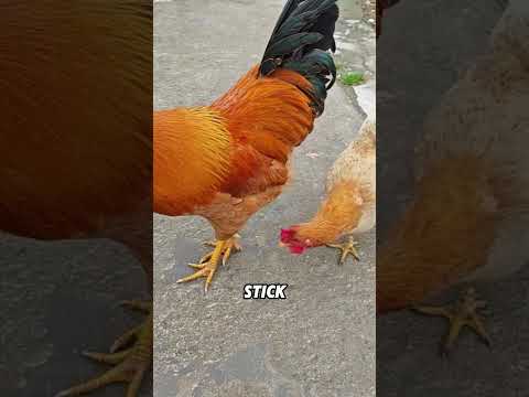 A rooster will yield food to a hen#animals #funnyanimal #funny #cute #chicken thumbnail