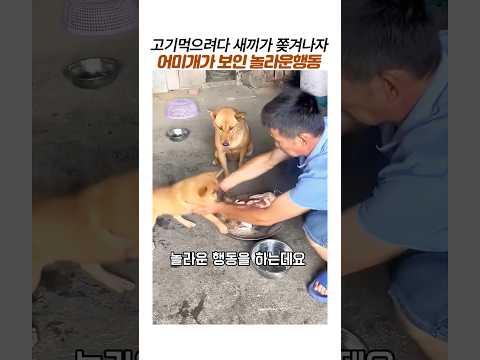 새끼가 고기를 못먹게 하자 어미개가 보인 놀라운 모성애#감동 동물#천재견#어미개와 새끼 thumbnail