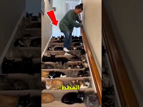 تحدي اختيار القطة الصغيرة؟ 😱#shorts thumbnail