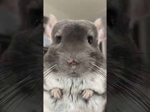 Tag someone and say nothing 💃🏽 🐭 🍑  #chinchilla #Linus #shorts thumbnail