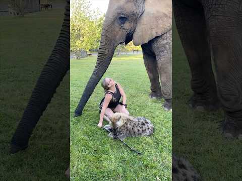 #dogs #hyena #elephant #animals #fun thumbnail