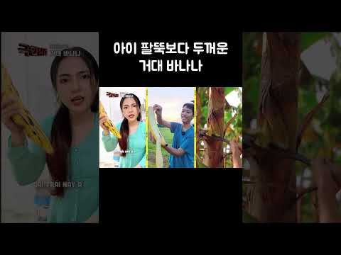 아이 팔뚝보다 두꺼운 거대 바나나 #shorts thumbnail