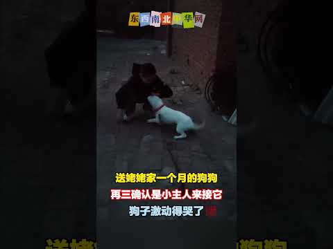 狗狗再三确认，真的是小主人来接它回家，激动得哭了 thumbnail