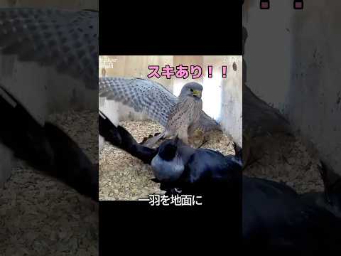 チョウゲンボウとカラスの戦い thumbnail