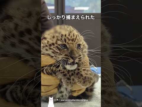 生まれて初めて健康診断を受ける赤ちゃんヒョウの反応 thumbnail