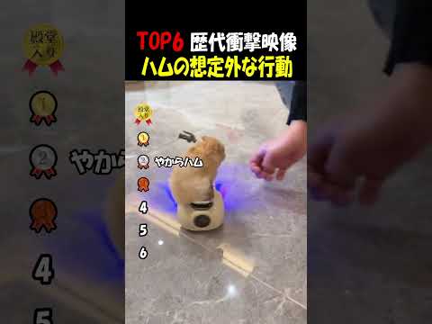 ハムスターの予想外な行動 thumbnail